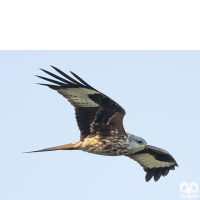 گونه کورکور حنایی Red Kite